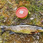 Spacious And Roomy On Golsfjellet * غول