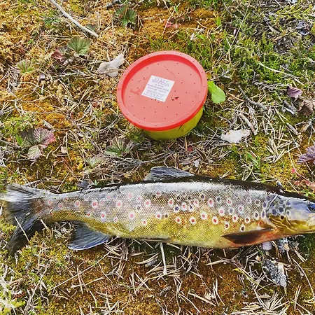 Spacious And Roomy On Golsfjellet * Gol